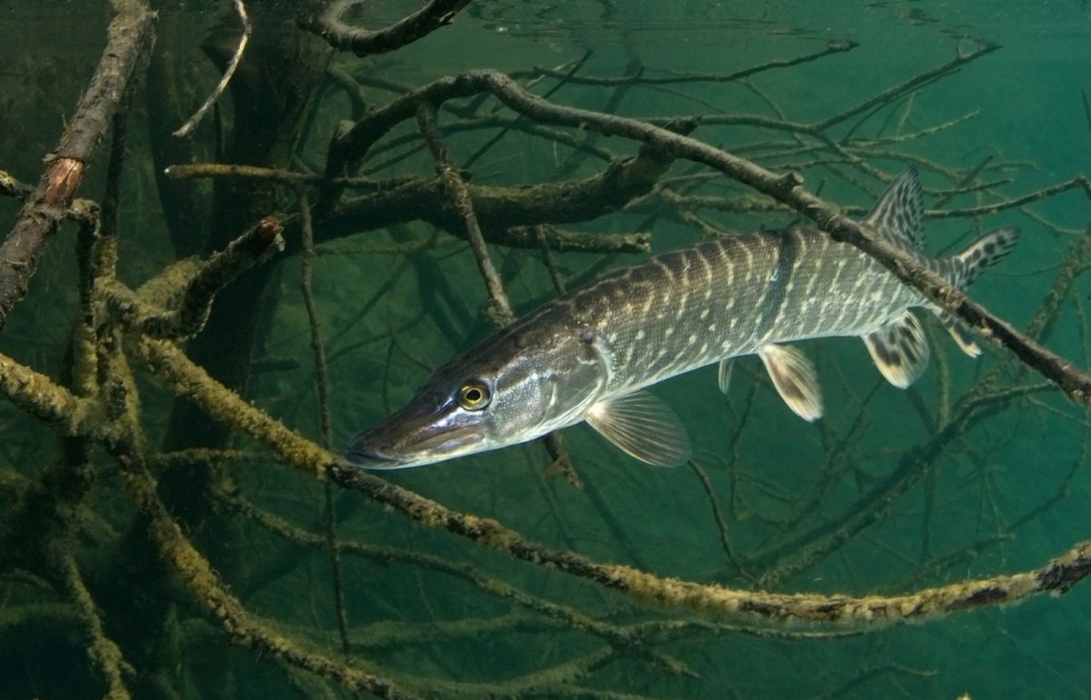 Вид обыкновенная щука - Esox Lucius