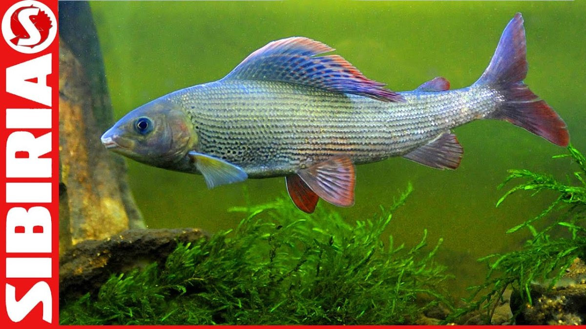 Сибирский хариус - Thymallus arcticus