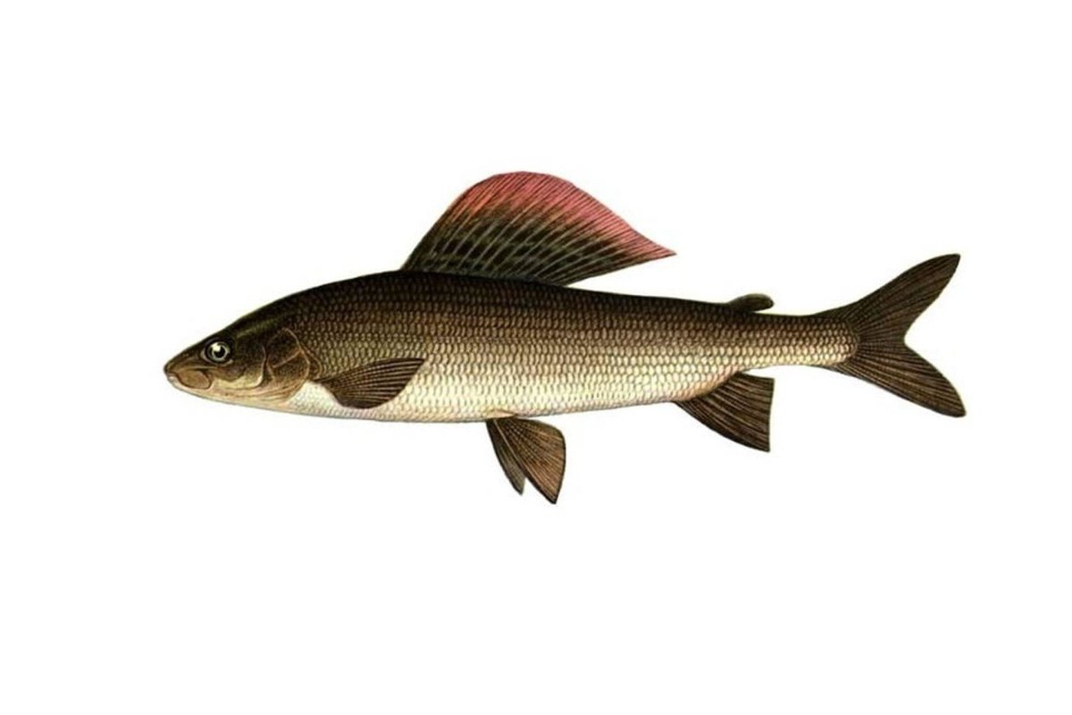 Хариус Европейский на белом фоне