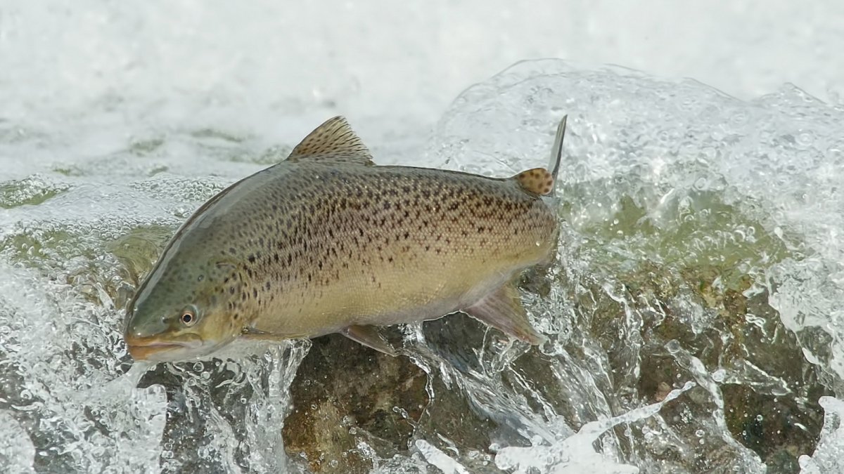 Лосось Онежского озера