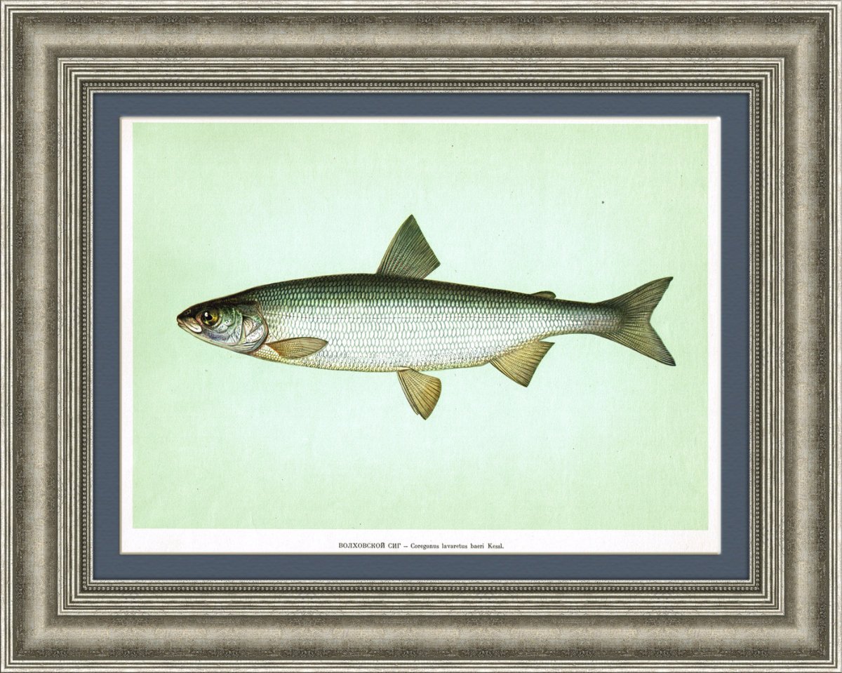 Волховский сиг рыба