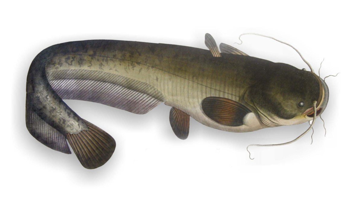 Европейский сом Silurus GLANIS
