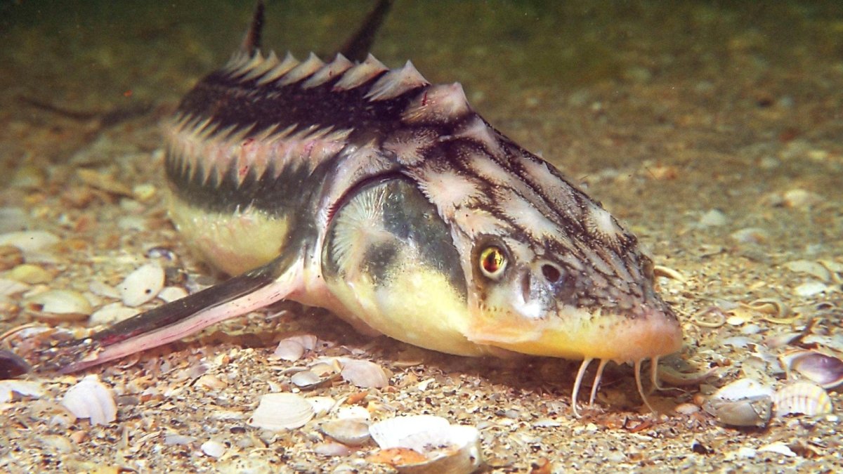 Севрюга Черноморская