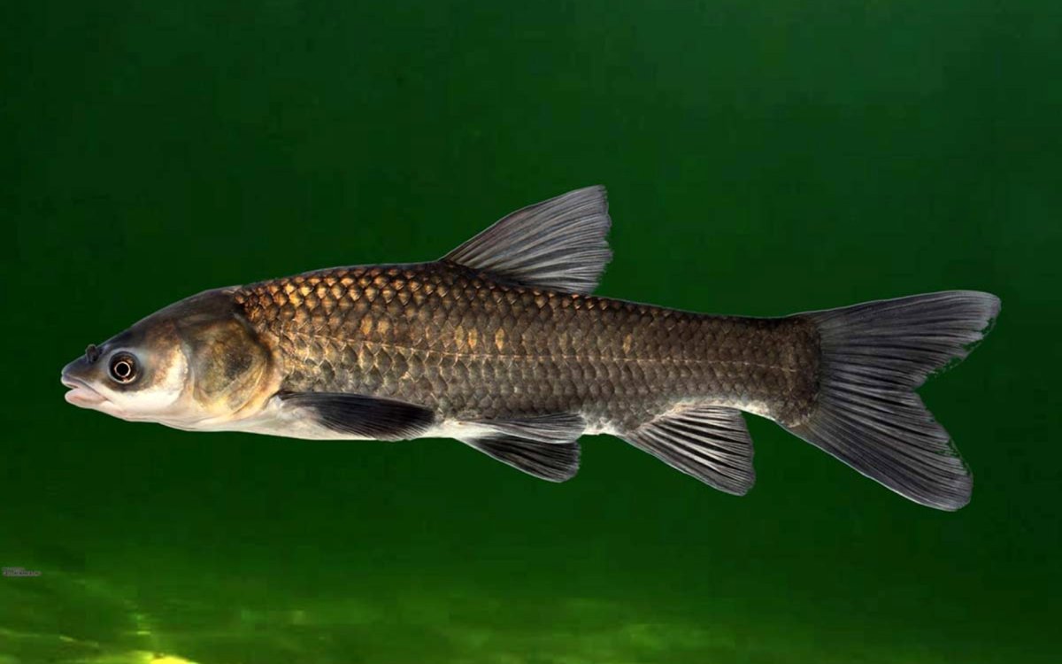 Днепровский усач