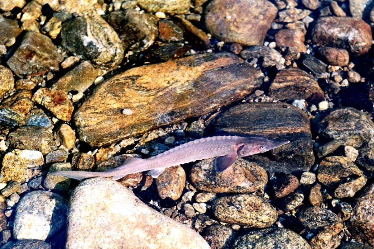 Голомянка Байкал