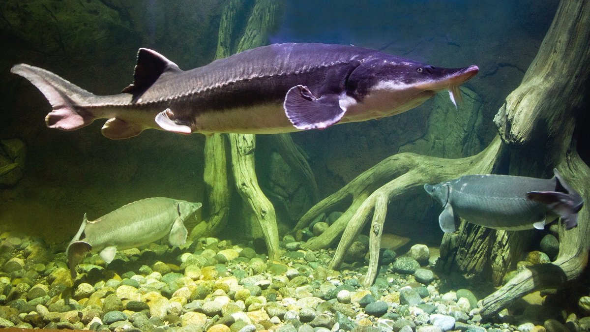 Осётр Сибирский