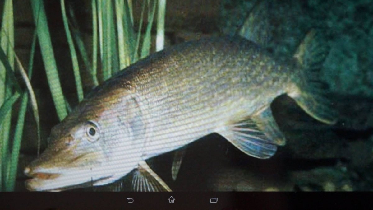 Рыбы водоемов Удмуртии
