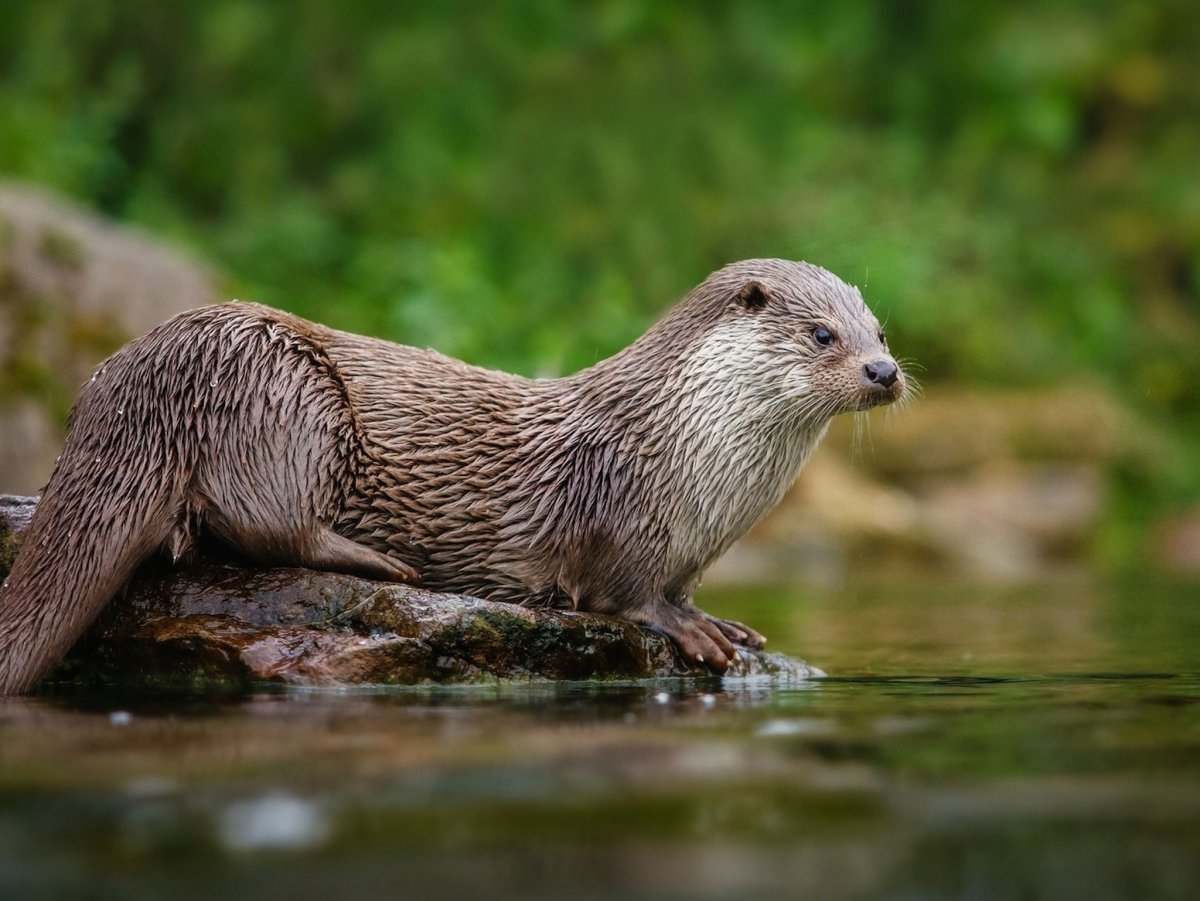 North American River Otter