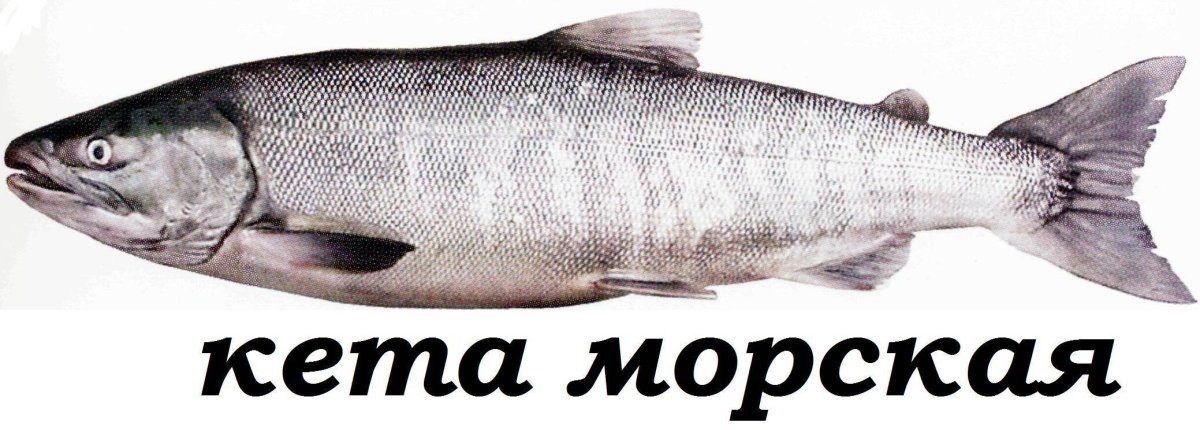 Кета морская рыба