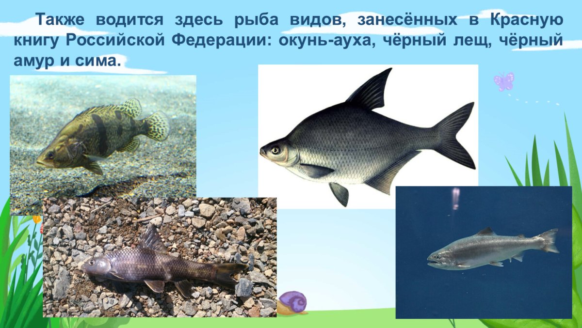 Животные водоемов занесенные в красную книгу