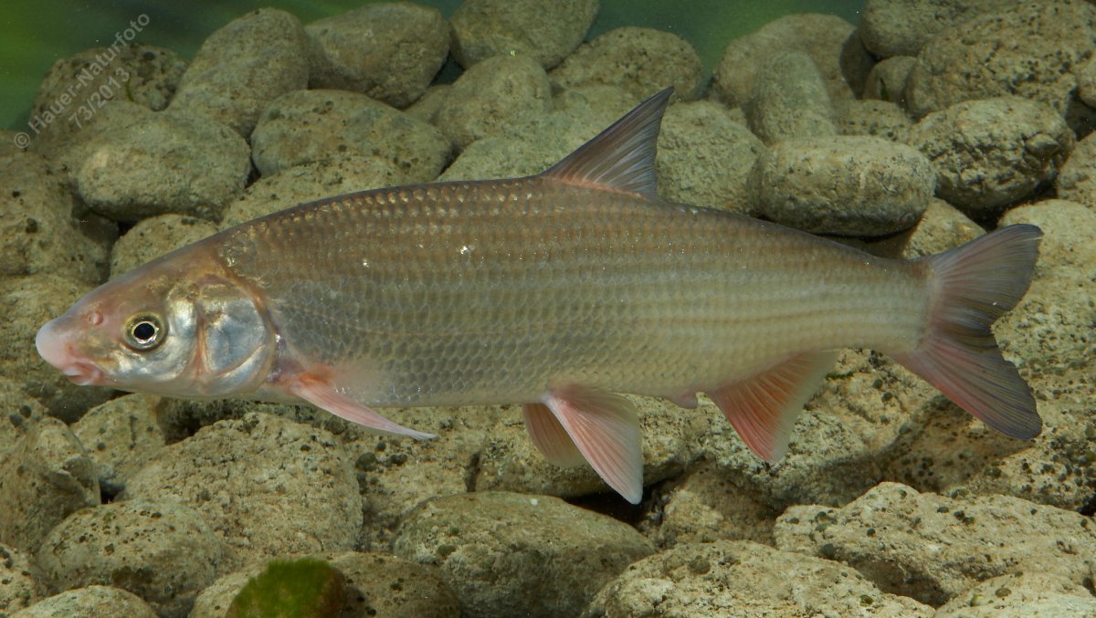 Речная рыба Подуст