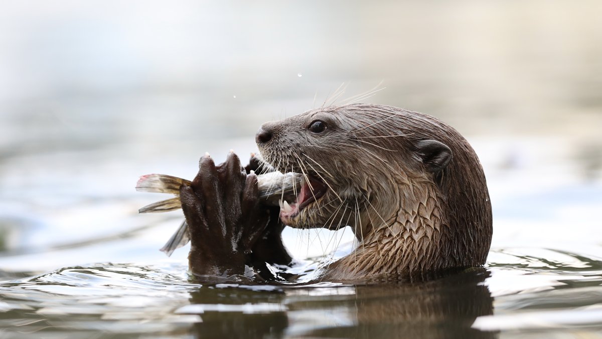 Выдра ондатра выхухоль