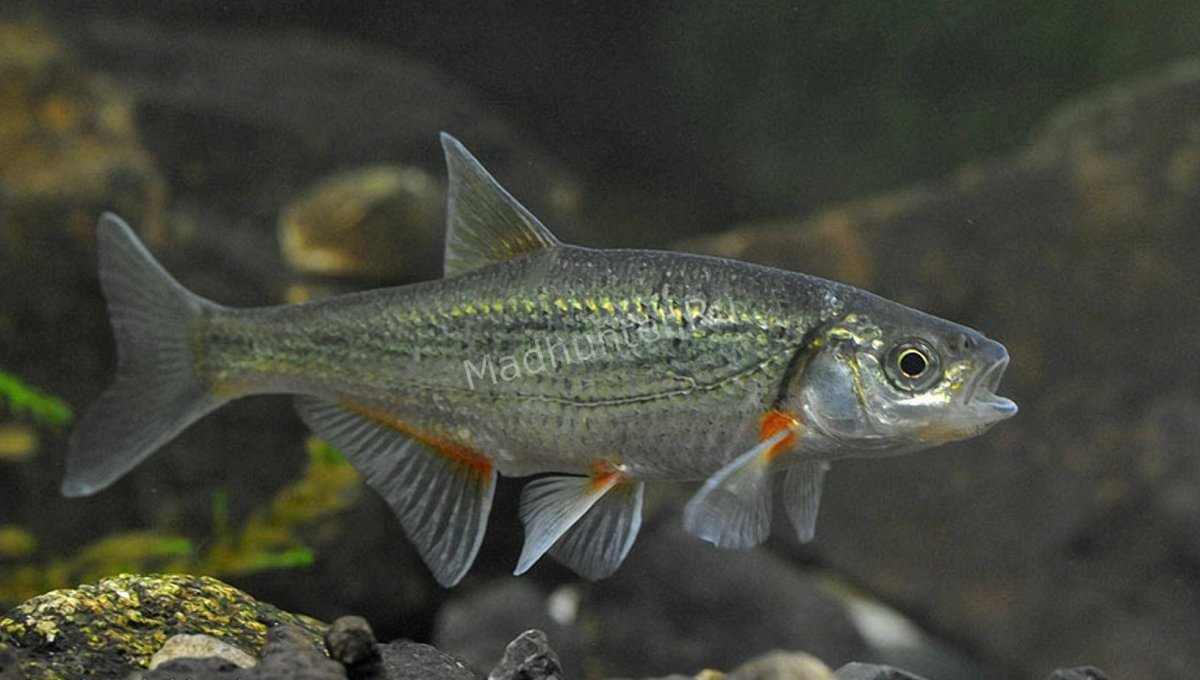 Обыкновенная Быстрянка