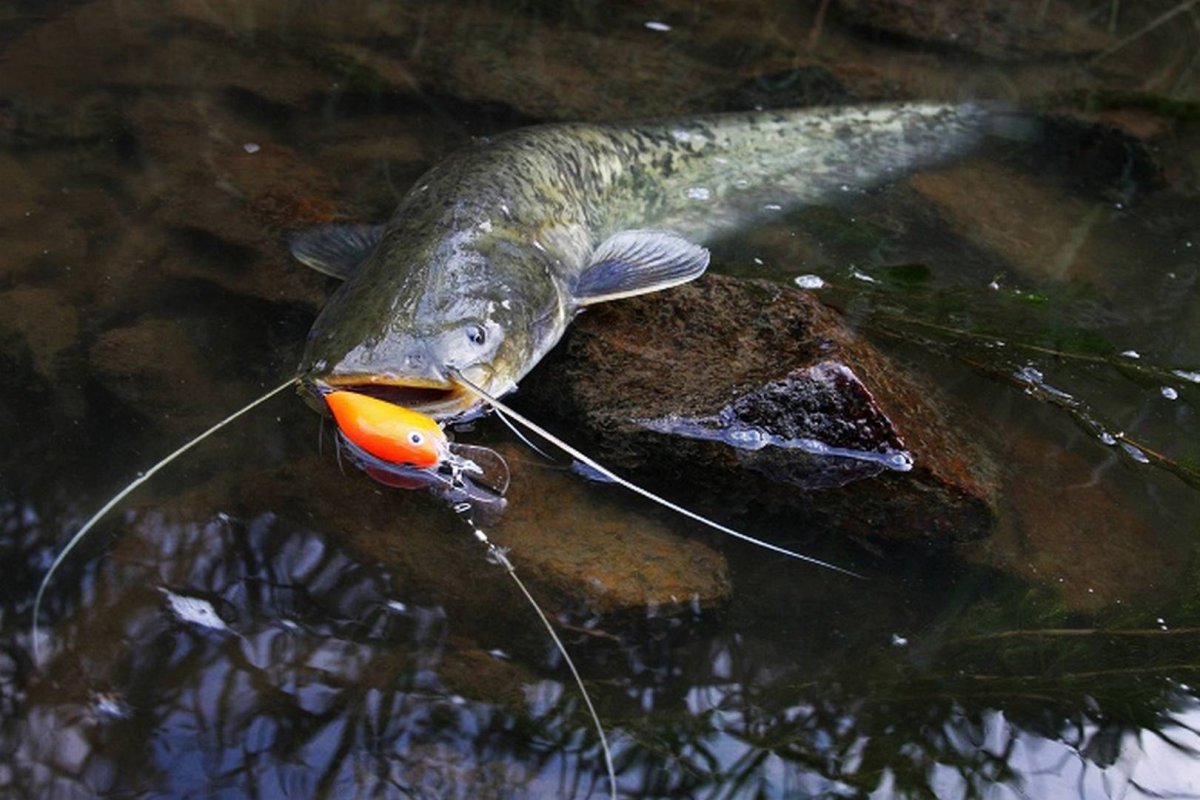 Сомик в пруду