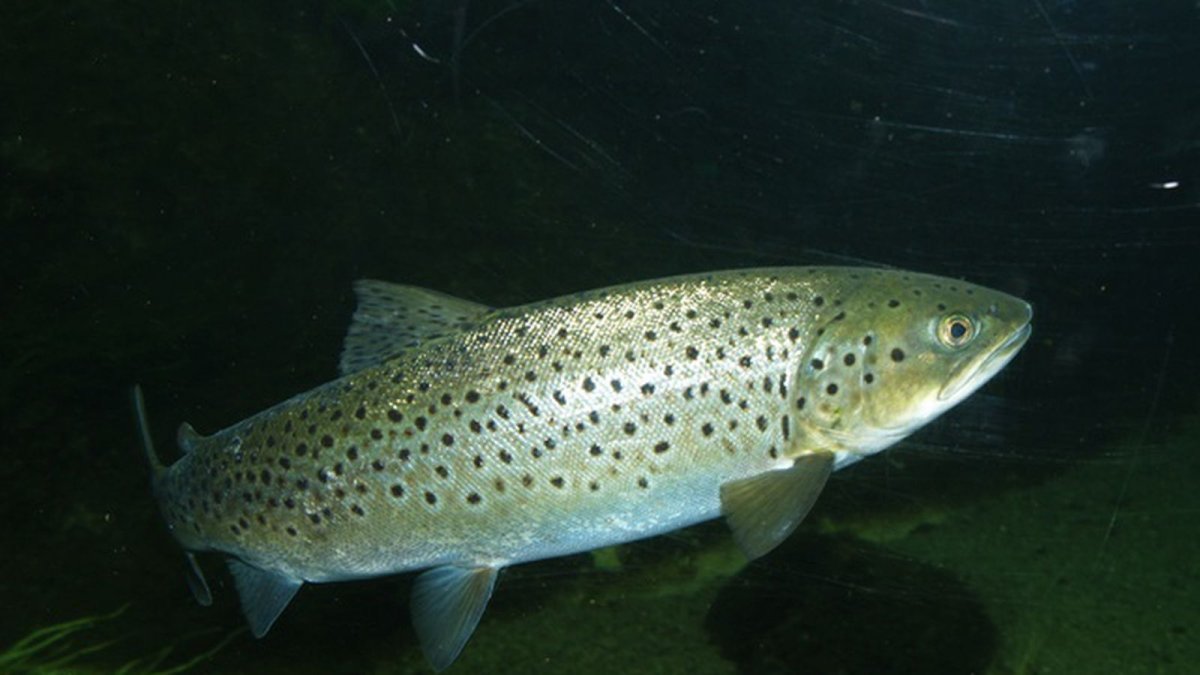 Каспийский лосось кумжа