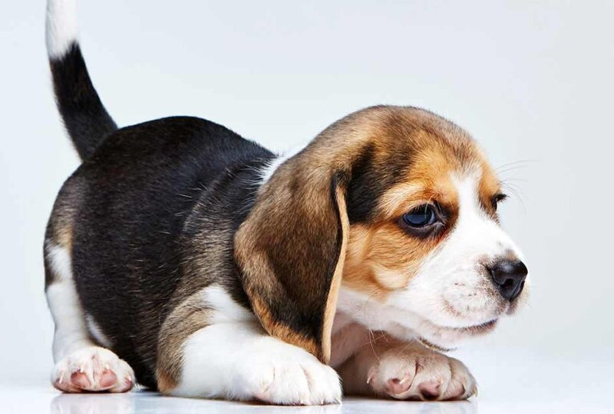 Бигль майла