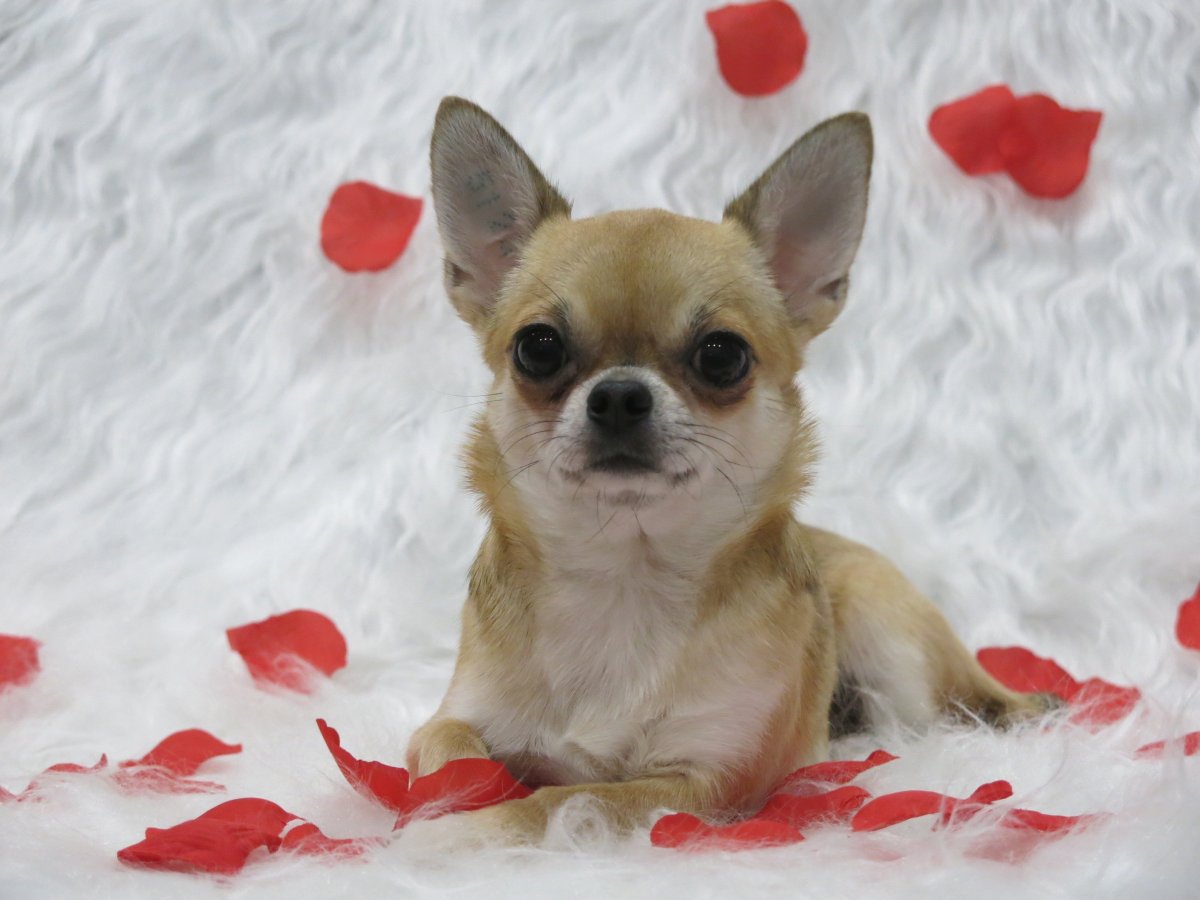 Чихуахуа Коби