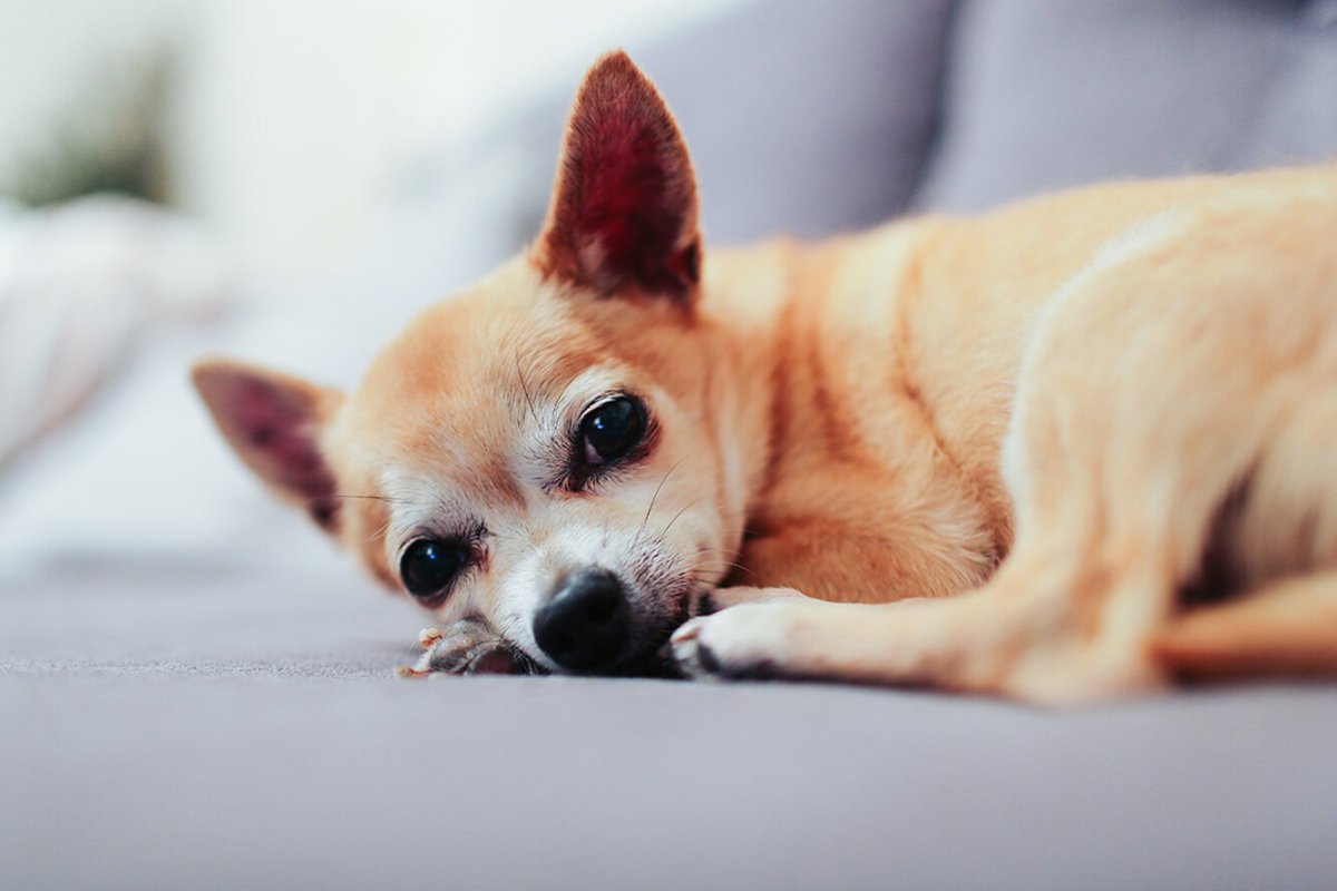 Грустная чихуахуа