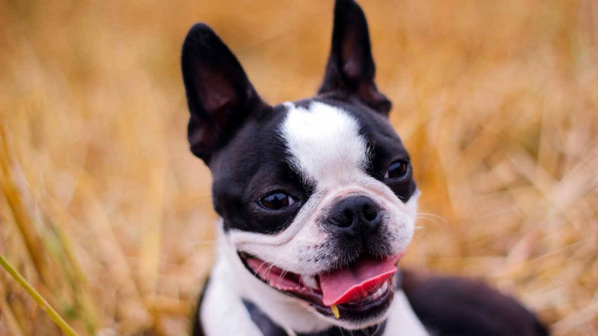 Бостон терьер