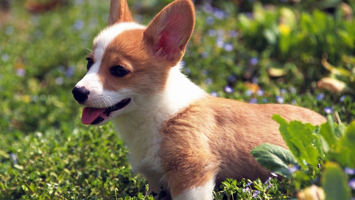 Вельш корги терьер