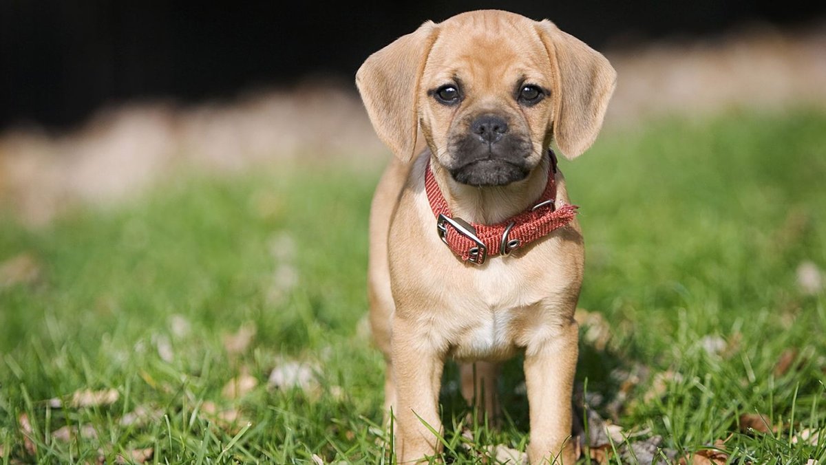 Пагль собака порода собак