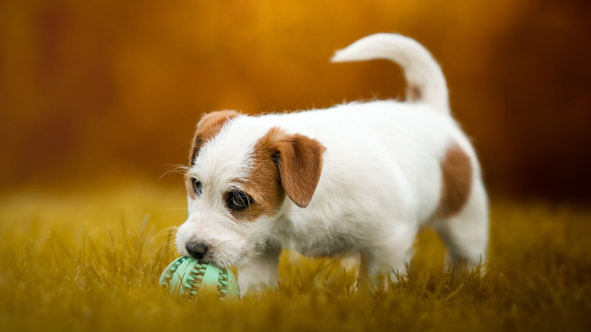 Джек-Рассел-терьер кудрявый