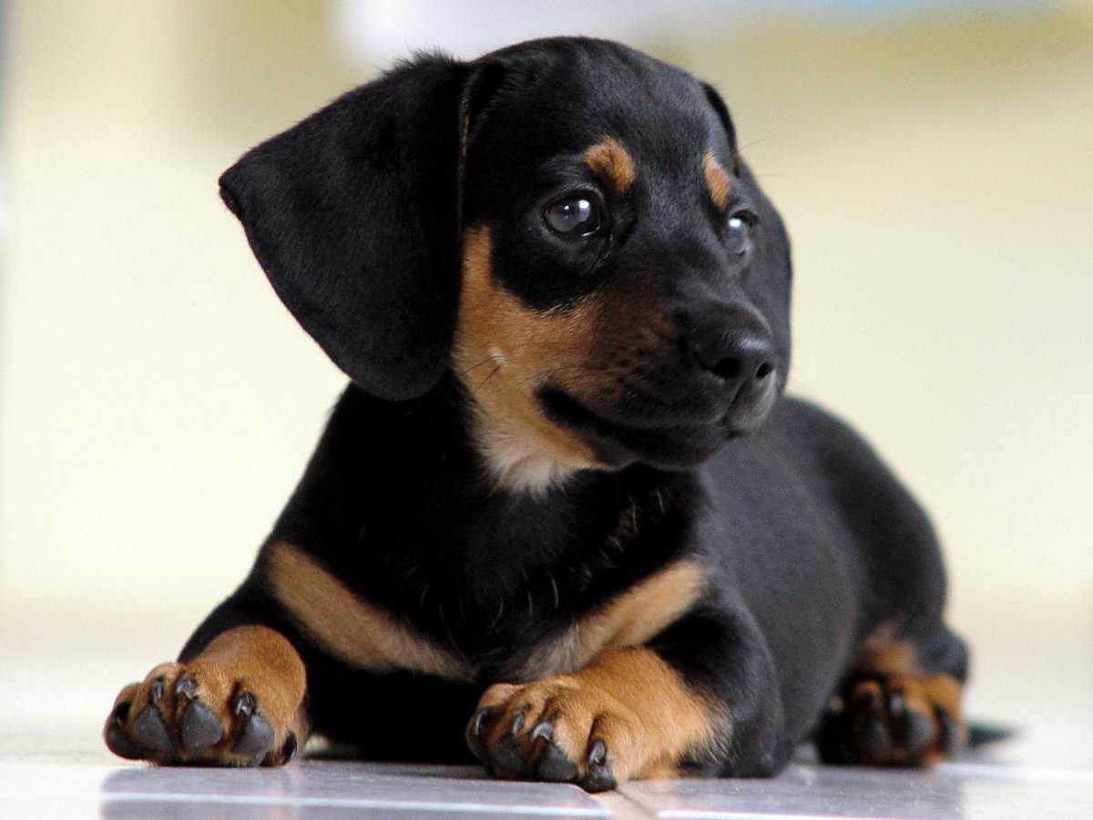 Щенки разных пород