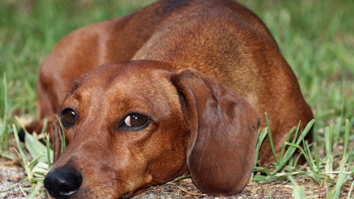 Кроличья такса