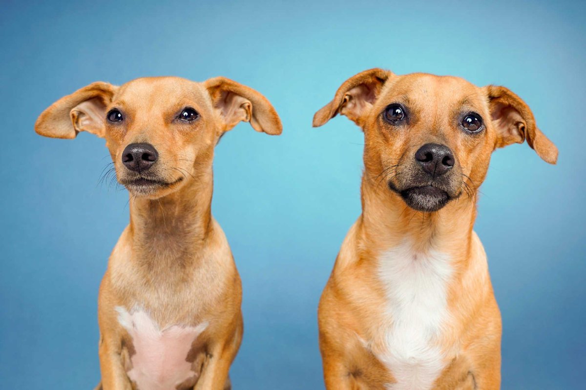 Короткошерстные собаки