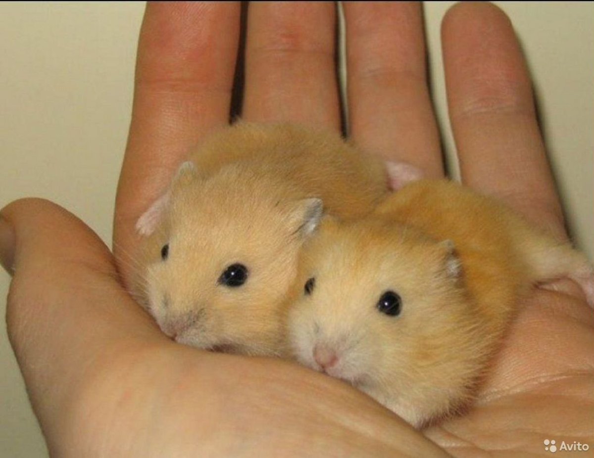 Хомячки джунгарики рыжие