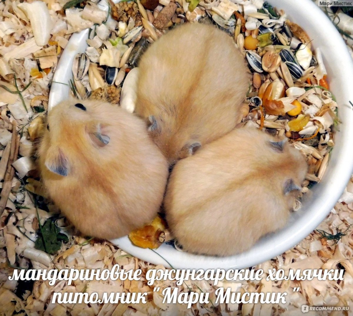 Хомяк джунгарик мандариновый