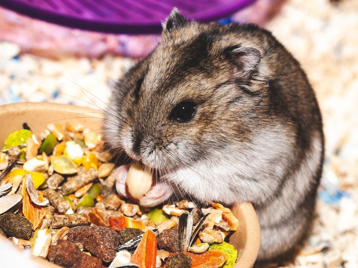 Карликовый хомяк джунгарский