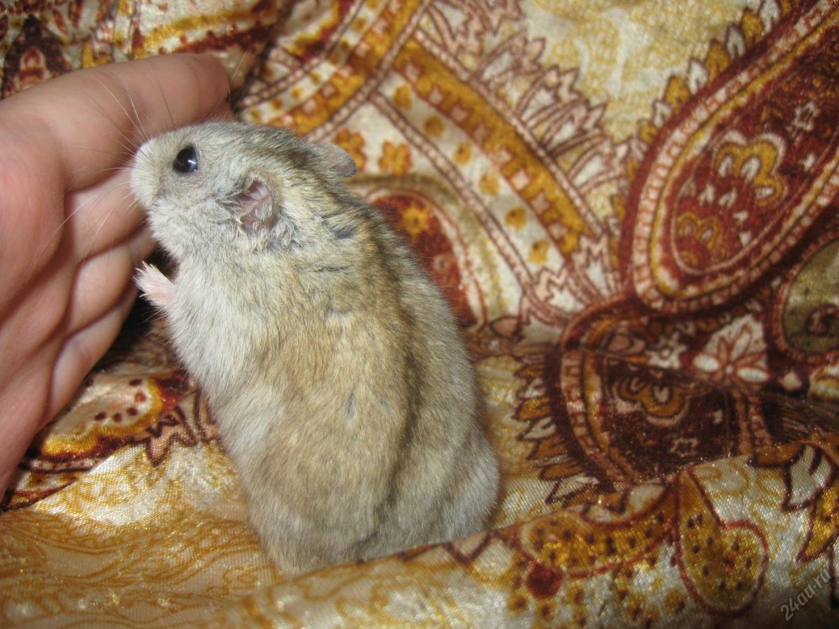 Маленькие хомячата