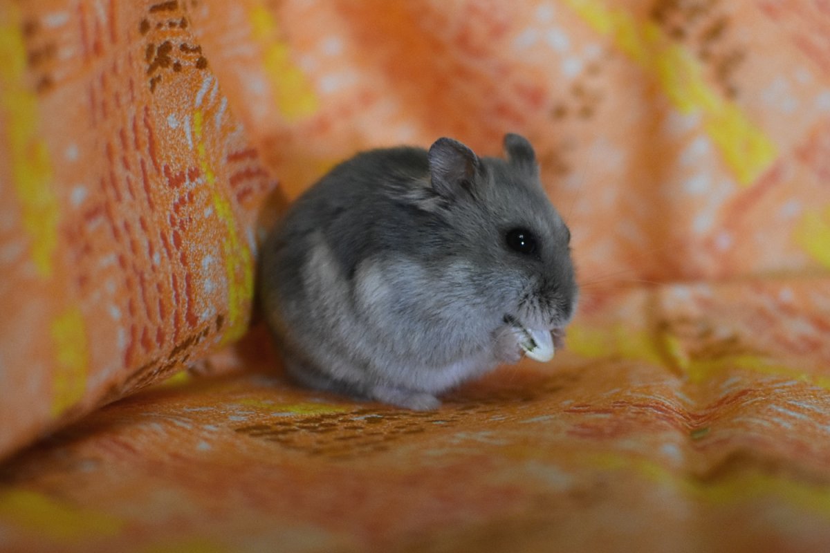 Рыже белые хомяки джунгарские