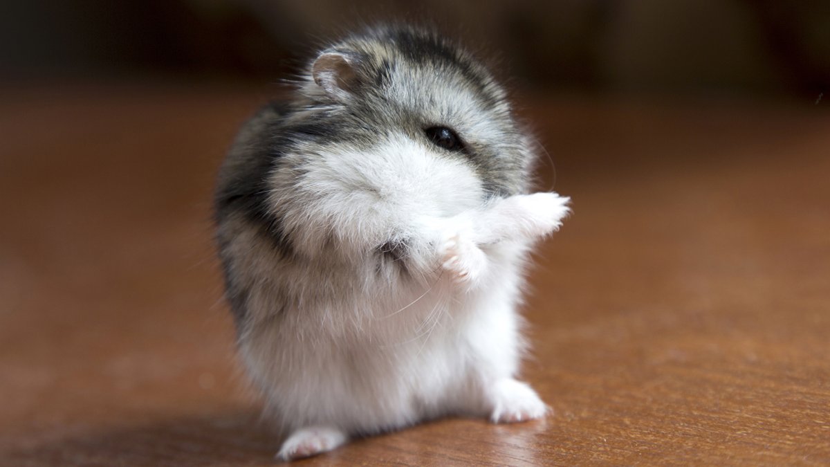 Хомяк джунгарик