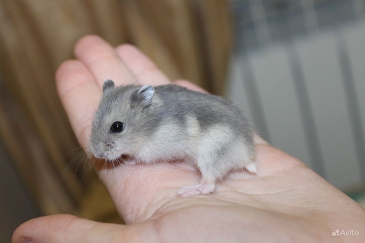 Джунгарский хомячок