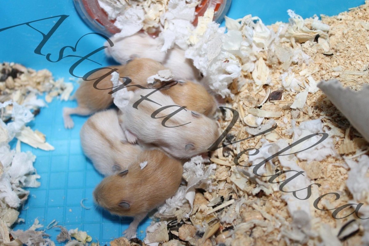 УГАРНЫЙ хомяк