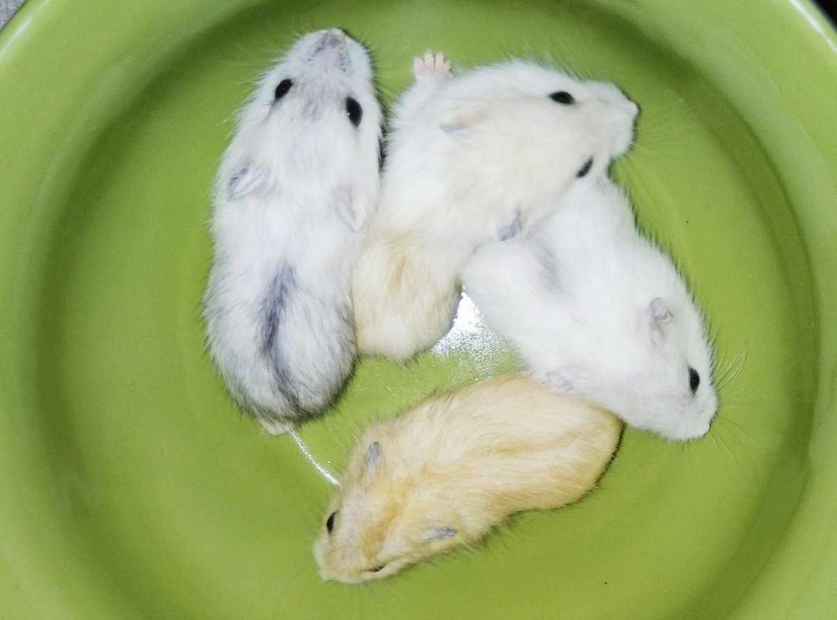 Джунгарский хомяк окрасы