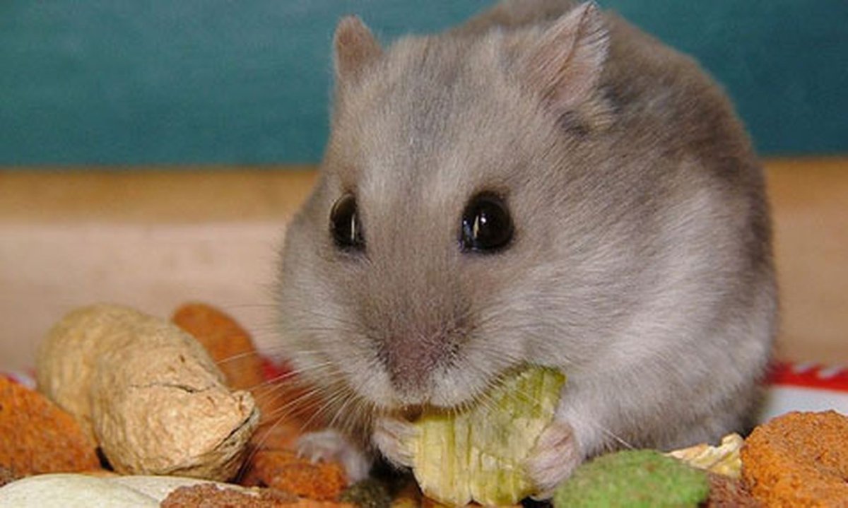 Хомяк джунгарик