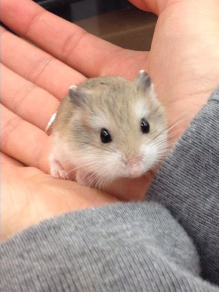 Хомяк джунгарский шиншилловый