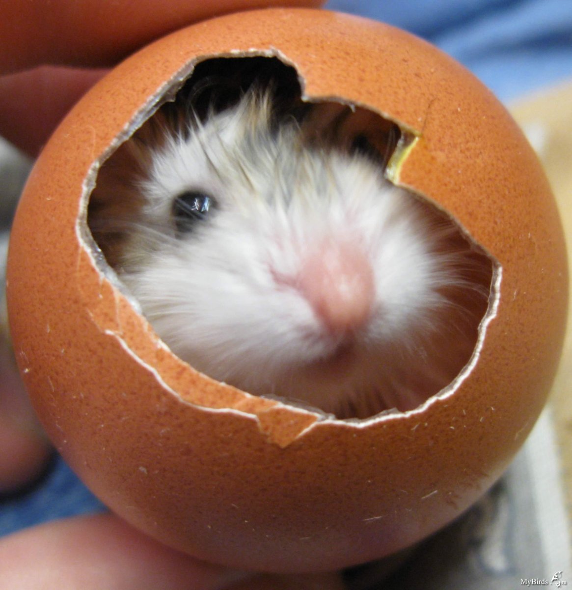 Хомяк домашний