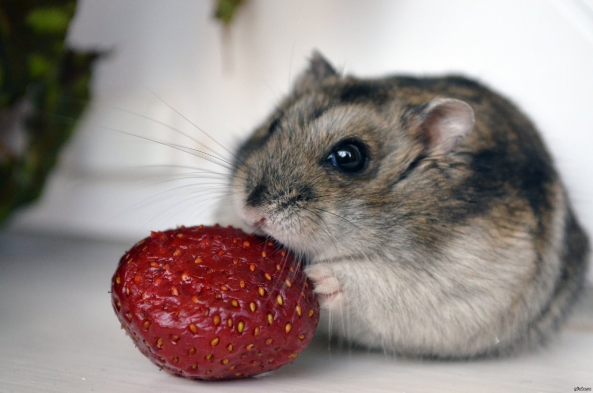 Хомяк джунгарский