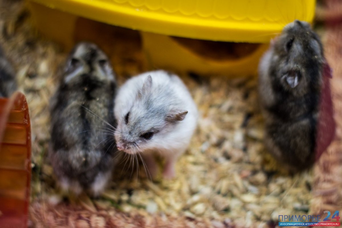 Можно ли хомякам мандарин джунгарским