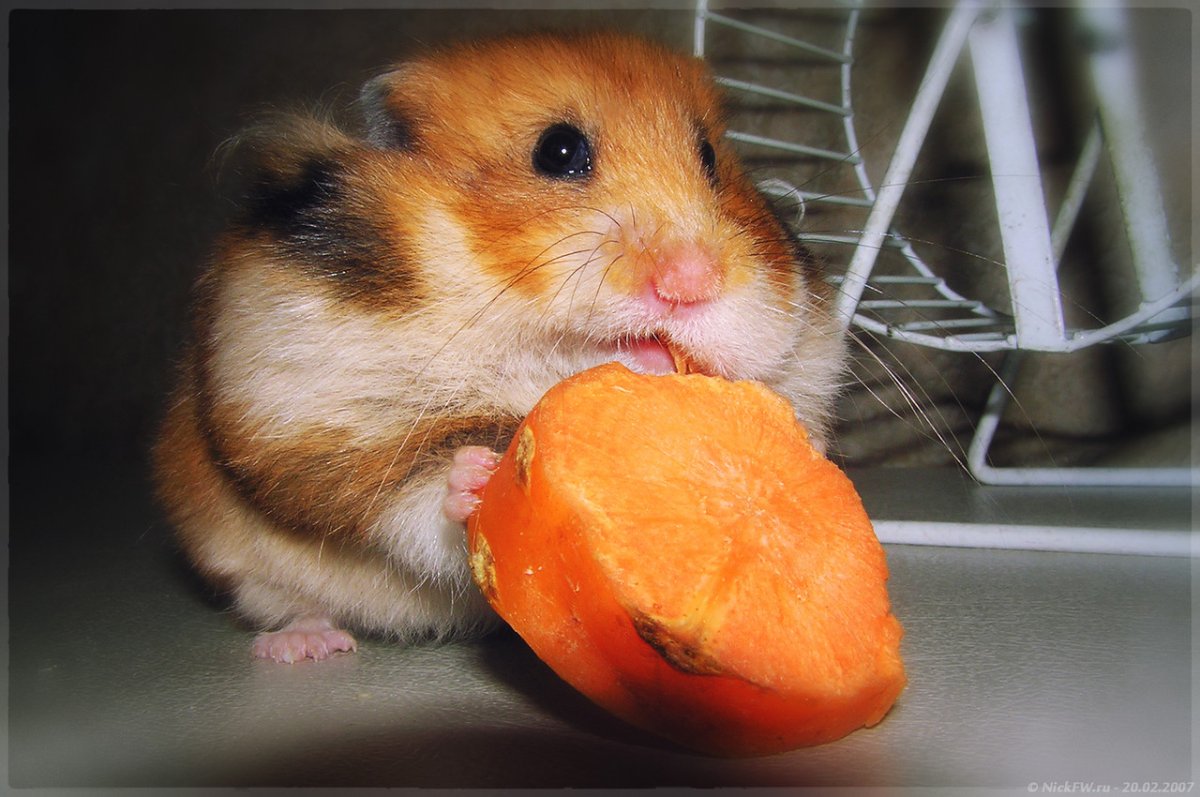 Жемчужный джунгарик