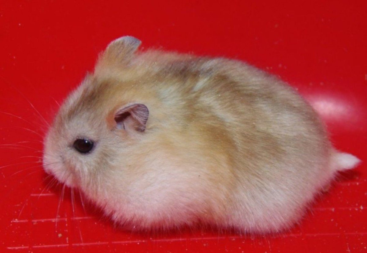 Корм для джунгарского хомяка