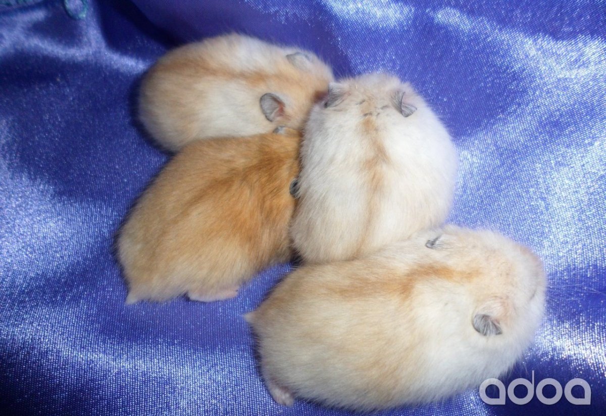 Джунгарский хомяк окрас мандарин