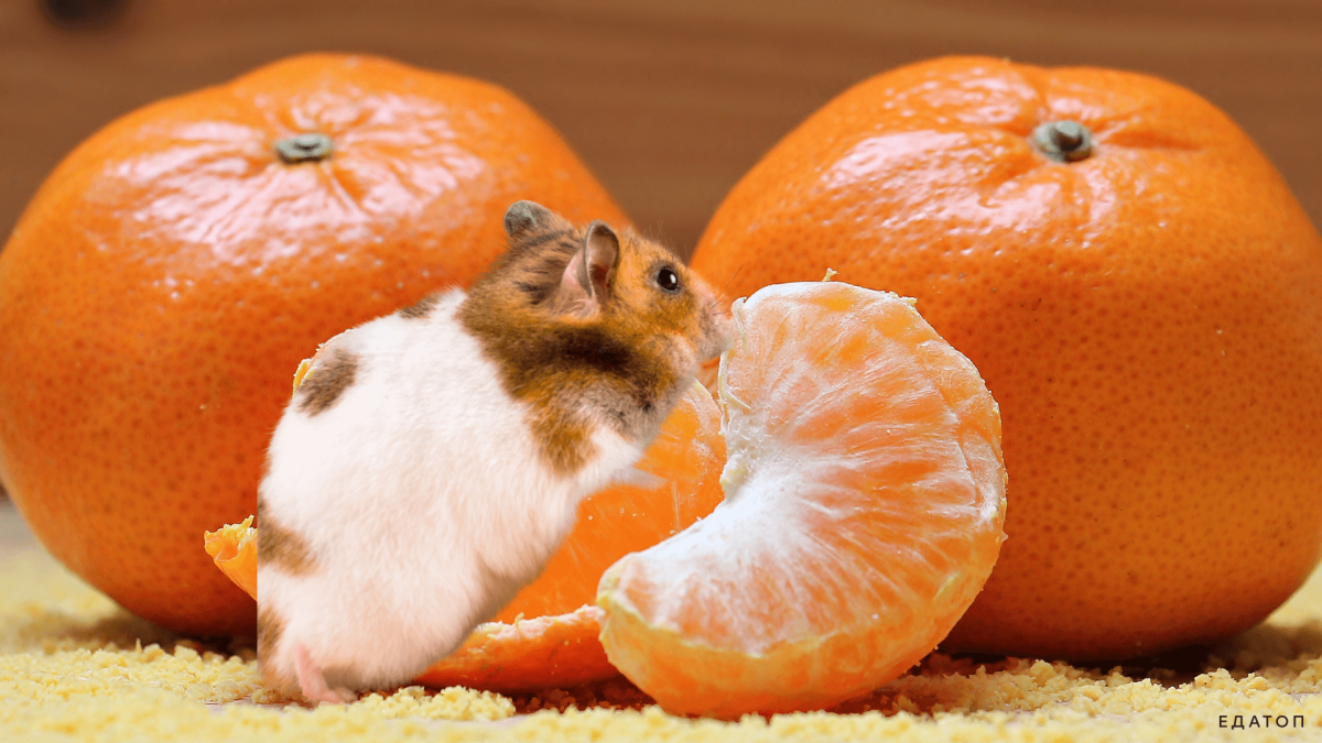 Джунгарский хомяк Мандаринка Мандаринка