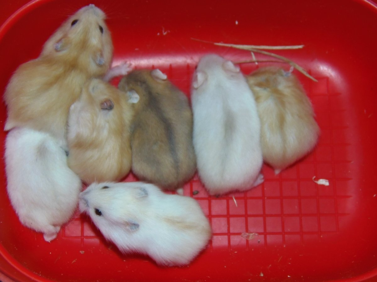 Джунгарские хомячки Грызуны