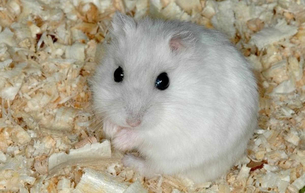 Джунгарский хомячок