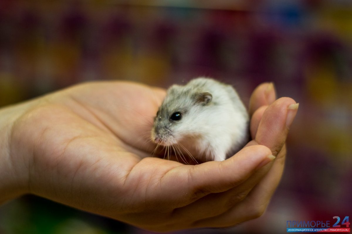 Hamster ruso